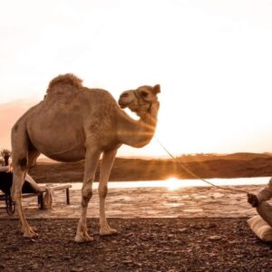 Authentic Camel Trekking in Agafay